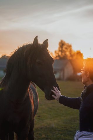 Look into Wheatland Farm Equine Therapy